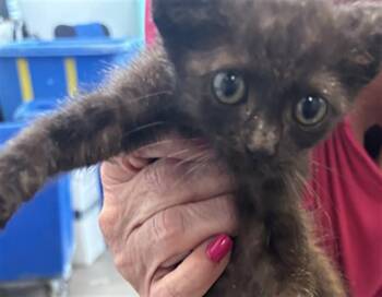 JYN -  Domestic Short Hair Cat for Adoption in Dallas, Texas - JYN | PetCurious
