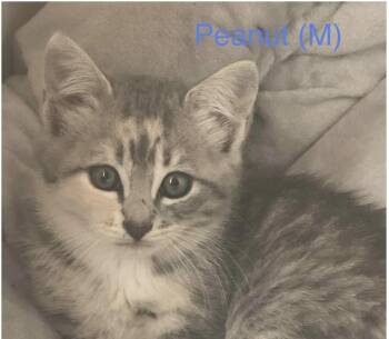 Peanut -  Domestic Short Hair Cat for Adoption in Larkfield-wikiup, California - Peanut | PetCurious