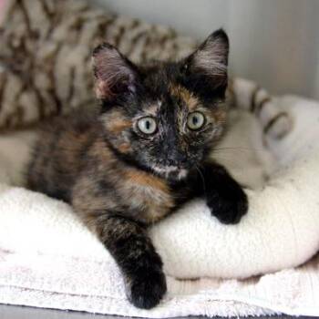 Morgan -  Domestic Short Hair Cat for Adoption in Fort Leavenworth, Kansas - Morgan | PetCurious
