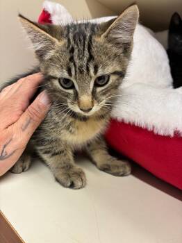 Itzak -  Domestic Short Hair Cat for Adoption in Bloomington, Indiana - Itzak | PetCurious