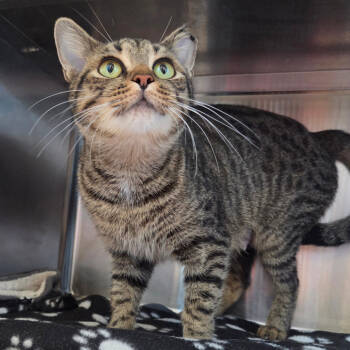 Rescue Domestic Short Hair Cats for Adoption in Chattanooga, Tennessee - Magnolia | PetCurious