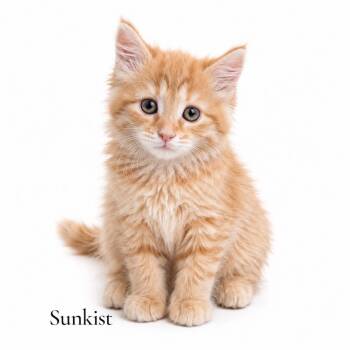 Sunkist -  Domestic Medium Hair Cat for Adoption in Stevensville, Michigan - Sunkist | PetCurious