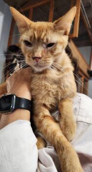 Domestic Short Hair Cats Available for Adoption in Crossville, Tennessee - Lance | PetCurious