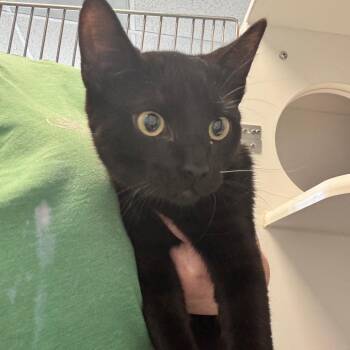 Domestic Short Hair Cats Available for Adoption - Merlin | PetCurious