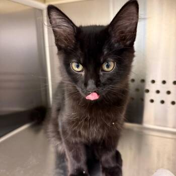 Robert Meowny Jr. -  Domestic Short Hair Cat for Adoption in Norman, Oklahoma - Robert Meowny Jr. | PetCurious