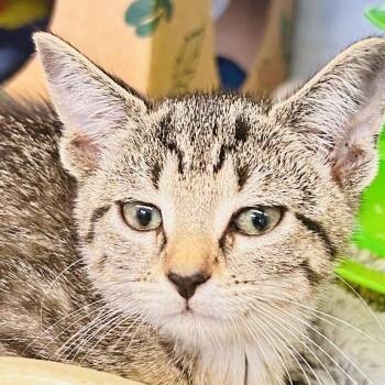 Double Tree -  Domestic Short Hair Cat for Adoption in Baltimore, Maryland - Double Tree | PetCurious