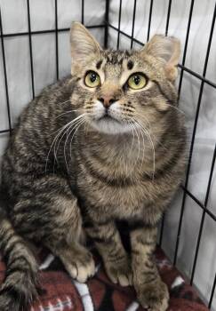Ford -  Domestic Short Hair Cat for Adoption in Mokena, Illinois - Ford | PetCurious
