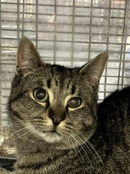 Domestic Short Hair Cats Available for Adoption in Tillsonburg, Ontario - STEVE | PetCurious