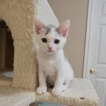 Cherbourg (Cherry) -  Domestic Short Hair Cat for Adoption in Los Angeles, California - Cherbourg (Cherry) | PetCurious