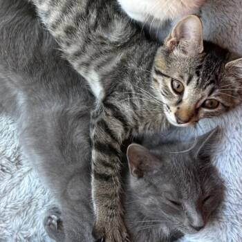 Blade -  Domestic Short Hair Cat for Adoption in La Grange, Kentucky - Blade | PetCurious