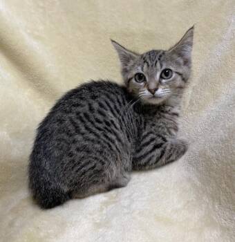 Vitani -  Domestic Short Hair Cat for Adoption in Jackson, Michigan - Vitani | PetCurious