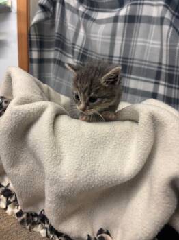 Lou -  Domestic Short Hair Cat for Adoption in Algona, Iowa - Lou | PetCurious
