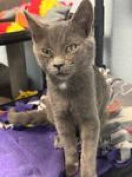 Snickers -  Domestic Short Hair Cat for Adoption in Chico, California - Snickers | PetCurious