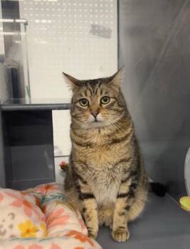 Domestic Short Hair Cats Available for Adoption - Tien Shan | PetCurious