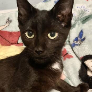 I Believe In You -  Domestic Short Hair Cat for Adoption in Fredericksburg, Virginia - I Believe In You | PetCurious