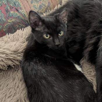 Domestic Short Hair Cats Available for Adoption - Turbo | PetCurious