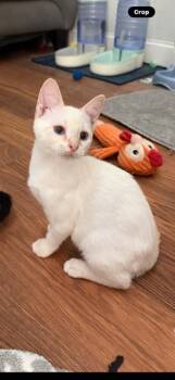 Wiggles -  American Shorthair Cat for Adoption in Paulina, Louisiana - Wiggles | PetCurious