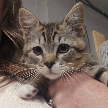 Tweed -  Domestic Short Hair Cat for Adoption in Spokane, Washington - Tweed | PetCurious