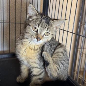 Jaden -  Domestic Short Hair Cat for Adoption in Saginaw, Michigan - Jaden | PetCurious