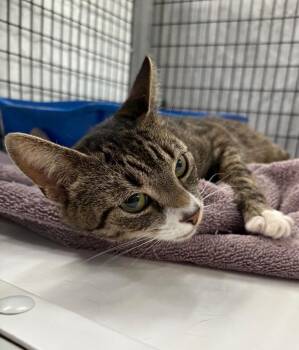 Kit T. Kat -  Domestic Short Hair Cat for Adoption in Raleigh, North Carolina - Kit T. Kat | PetCurious