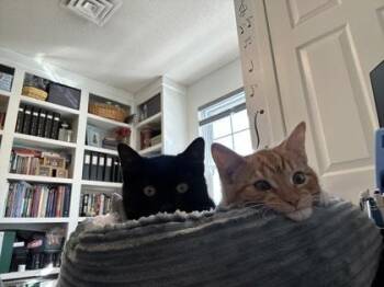 Domestic Medium Hair and Domestic Short Hair Cats Available for Adoption in Lowell, Massachusetts - Redbull | PetCurious