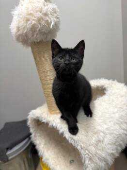 Egypt -  Domestic Short Hair Cat for Adoption in Pierceton, Indiana - Egypt | PetCurious