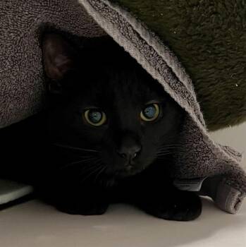 MAGGIE -  Domestic Short Hair Cat for Adoption in Methuen, Massachusetts - MAGGIE | PetCurious