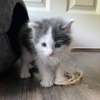 Little John -  Domestic Short Hair Cat for Adoption in Wheaton, Illinois - Little John | PetCurious