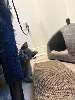 Momo -  Domestic Short Hair Cat for Adoption in Jersey City, New Jersey - Momo | PetCurious