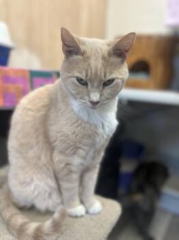 Domestic Short Hair Cats Available for Adoption - Sugar | PetCurious