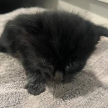 Domestic Short Hair Cats Available for Adoption in Oak Park, Illinois - Goji | PetCurious