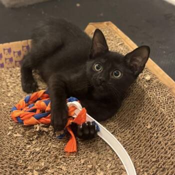 Millie A26-116 -  Domestic Medium Hair Cat for Adoption in Santa Rosa Beach, Florida - Millie A26-116 | PetCurious