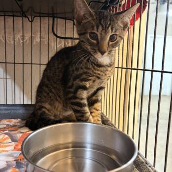 Egypt -  Domestic Short Hair Cat for Adoption in Melbourne, Arkansas - Egypt | PetCurious