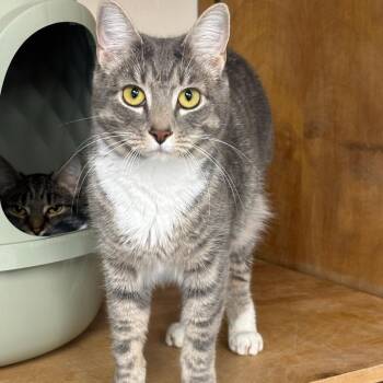 Sophie -  Domestic Short Hair Cat for Adoption in Hopewell, Virginia - Sophie | PetCurious