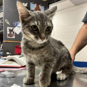 Nimbus -  Domestic Short Hair Cat for Adoption in Newport, North Carolina - Nimbus | PetCurious