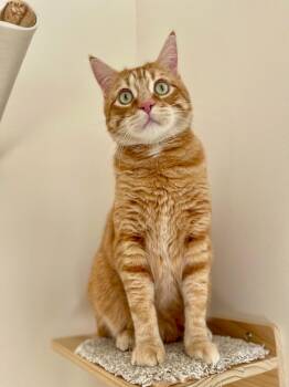 Domestic Short Hair Cats Available for Adoption - Buddy | PetCurious