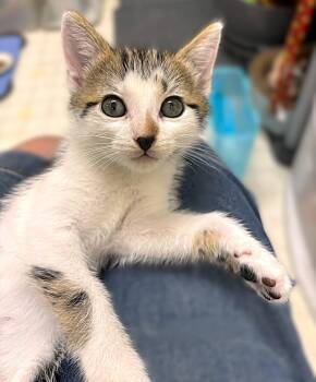 Tabby and Calico Cats Available for Adoption in Fort Myers, Florida - Beanie | PetCurious