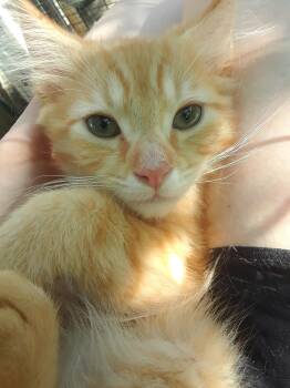 Coca-Cola Zero -  Domestic Long Hair Cat for Adoption in Millerton, Pennsylvania - Coca-Cola Zero | PetCurious