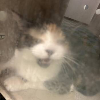 Charlie -  Domestic Short Hair Cat for Adoption in Philadelphia, Pennsylvania - Charlie | PetCurious
