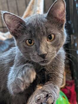 Arthur -  Domestic Short Hair Cat for Adoption in Woodstock, Illinois - Arthur | PetCurious