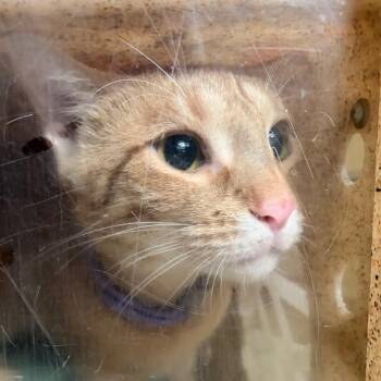 Pumpkin -  Domestic Short Hair Cat for Adoption in Philadelphia, Pennsylvania - Pumpkin | PetCurious