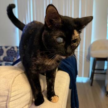 Willow -  Domestic Short Hair Cat for Adoption in Houston, Texas - Willow | PetCurious
