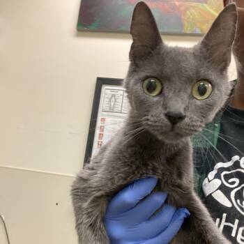 Stormy -  Domestic Short Hair Cat for Adoption in Lynchburg, Virginia - Stormy | PetCurious