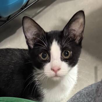 Domestic Short Hair Cats Available for Adoption in Wichita, Kansas - Tina | PetCurious