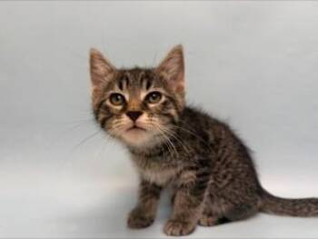 Stripes -  Domestic Short Hair Cat for Adoption in Woodbury, Minnesota - Stripes | PetCurious