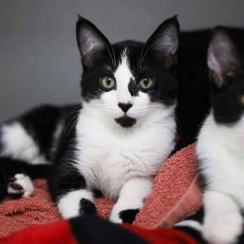 Inky -  Domestic Short Hair Cat for Adoption in Atlanta, Georgia - Inky | PetCurious