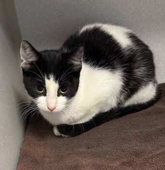 Rescue Domestic Short Hair Cats for Adoption in Greencastle, Indiana - Aster | PetCurious