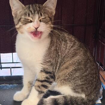 Karen -  Domestic Short Hair Cat for Adoption in Union City, California - Karen | PetCurious