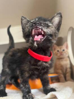Domestic Short Hair Cats Available for Adoption in Los Angeles, California - Buckaroo | PetCurious