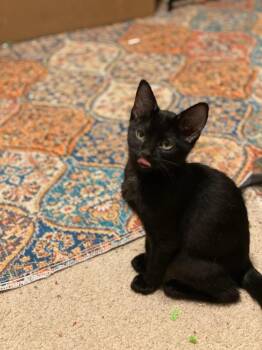 Rescue Domestic Short Hair Cats for Adoption in Oklahoma City, Oklahoma - Paddy | PetCurious